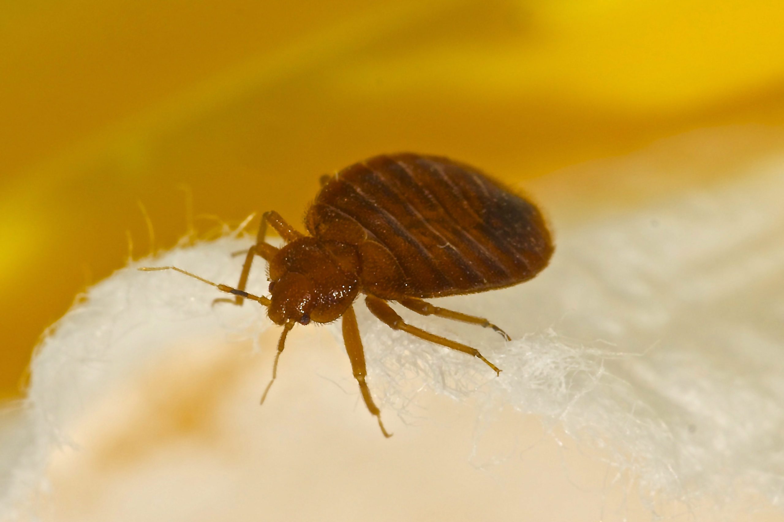 How Our Oklahoma City Premises Liability Lawyers Can Help with Your Bed Bug Case