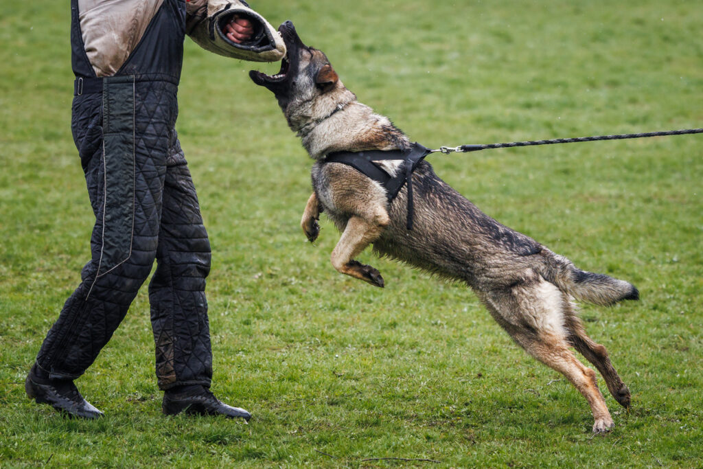 Oklahoma City Dog Bite Lawyer